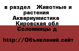  в раздел : Животные и растения » Аквариумистика . Кировская обл.,Соломинцы д.
